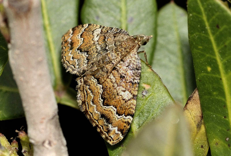 Lepidotteri dalla Sardegna